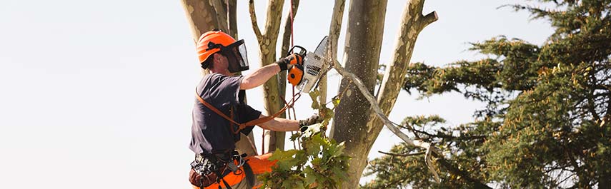 Tree Services